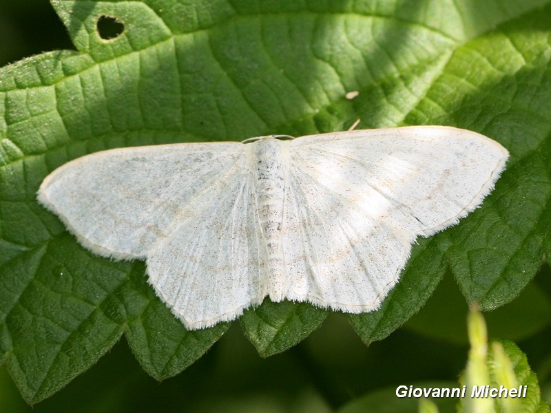 Cabera exanthemata?